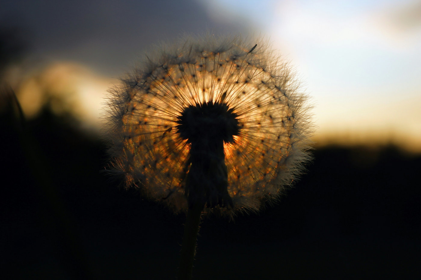 A dandelion seed head lit by the warm evening sun